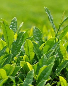 ชาเขียว